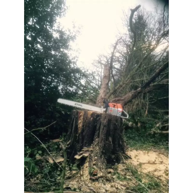 Chainsaw resting on a freshly felled tree stump during tree removal